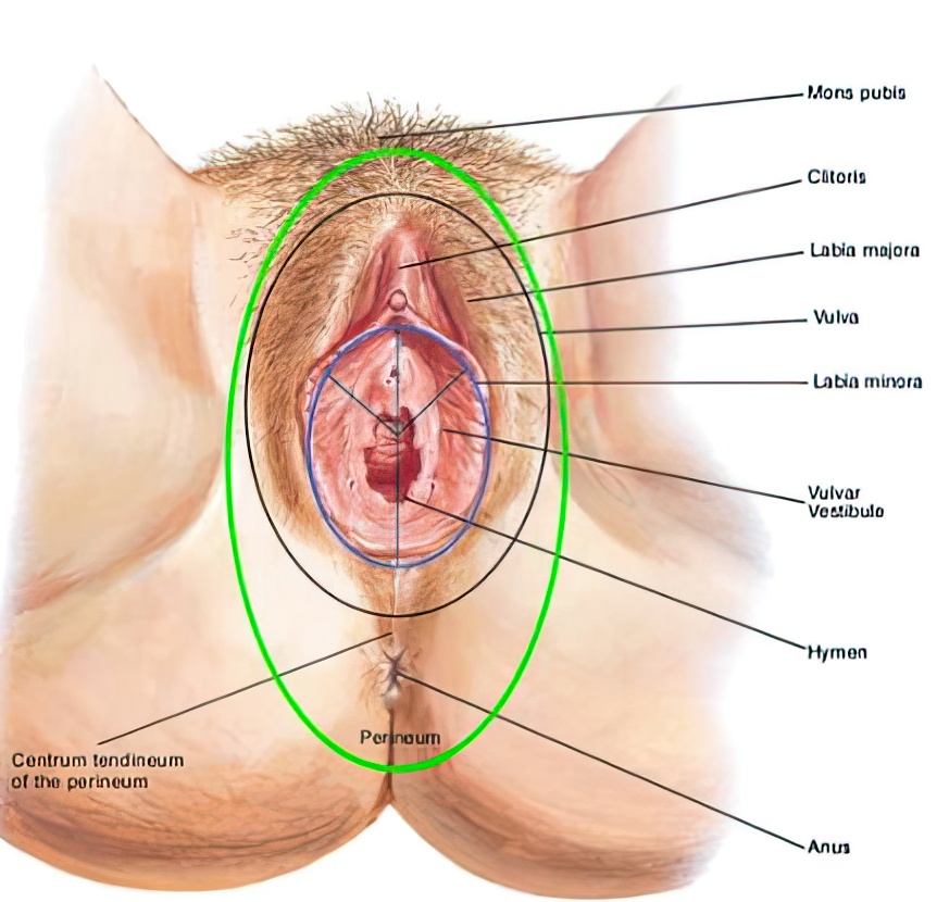 Anatomia de la Vulva